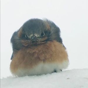 Meet your Posher, Missy